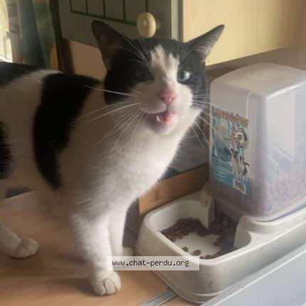 Photo 2/2 Oreo Chat lost in Saint aignan de grand lieu