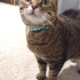 Picture of cat lost at San Antonio