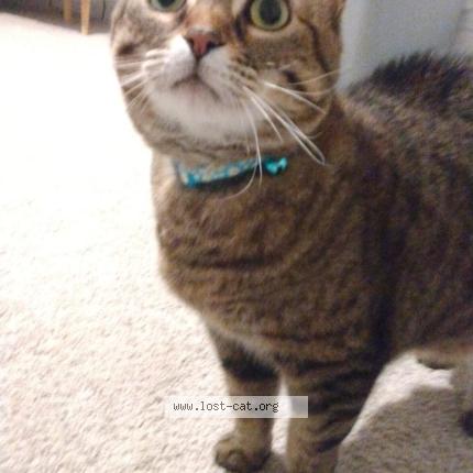 Photo 1/1 Bonita Chat lost in San antonio