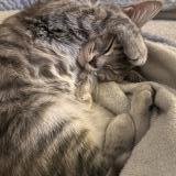 Picture of cat lost at Niort