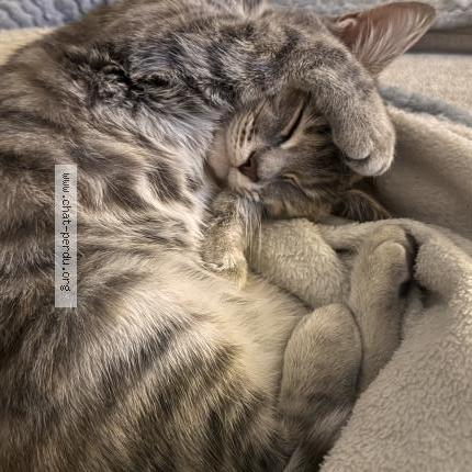 Photo 1/1 Mimi Chat lost in Niort