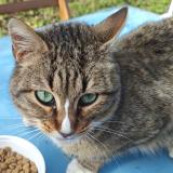 Picture of cat found at Escalquens