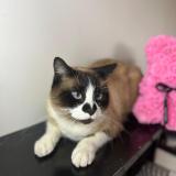 Picture of cat lost at Elne