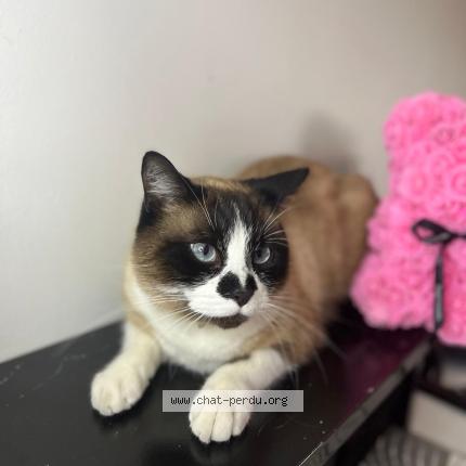 Photo 1/1 Diego Chat lost in Elne