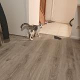 Picture of cat found at Romainville