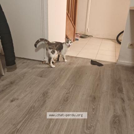 Photo 1/1 Found cat Found in Romainville