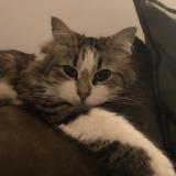 Picture of cat lost at Montpellier