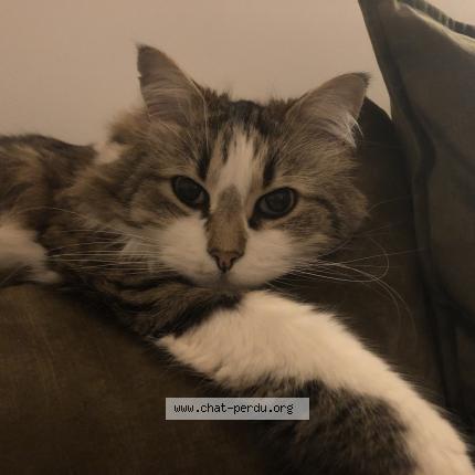 Photo 1/1 Sacha Chat lost in Montpellier