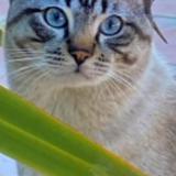 Picture of cat lost at Tourrettes Sur Loup