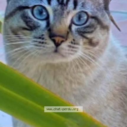 Photo 1/1 Lou Chat lost in Tourrettes sur loup