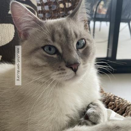 Photo 1/1 Archi Chat lost in Tourrettes sur loup