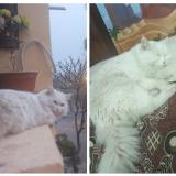 Picture of cat lost at Islamabad