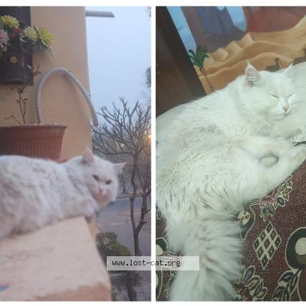 Photo 1/1 Luna Chat lost in Islamabad