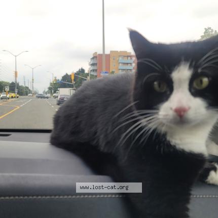 Photo 1/1 Kerro Chat lost in Mississauga