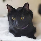 Picture of cat lost at Monterrey