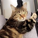 Picture of cat lost at Pessac