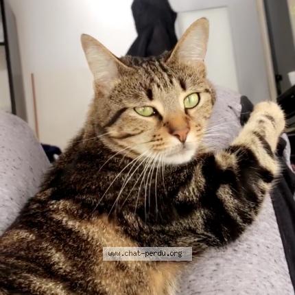 Photo 1/1 Onix Chat lost in Pessac