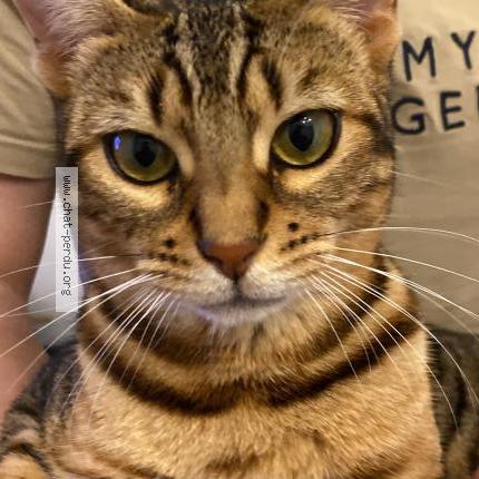 Foto 1/1 Kat teruggevonden Vermist in Arlon