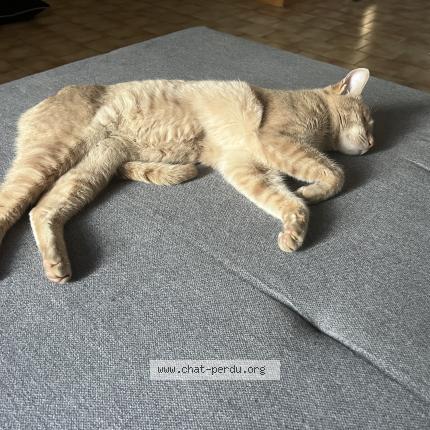 Photo 1/1 Found cat Found in Hyeres