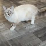 Picture of cat lost at Loos