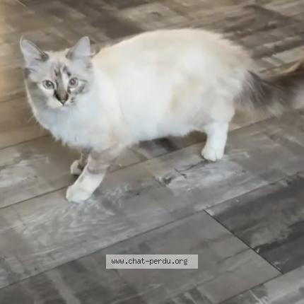 Photo 1/1 Mimi Chat lost in Loos