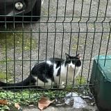 Picture of cat found at Paris