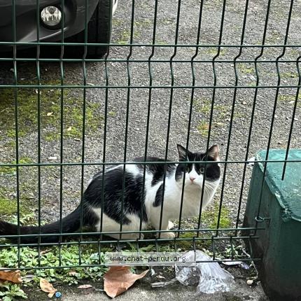 Photo 1/1 Found cat Found in Paris