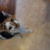 Picture of cat lost at Manneville La Pipard