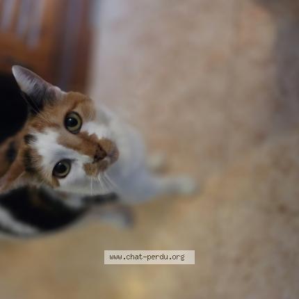 Photo 1/1 Chatus Chat lost in Manneville la pipard