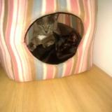 Picture of cat lost at Maisons Alfort