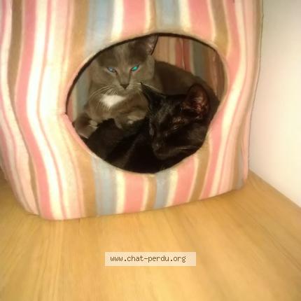 Photo 1/1 Orphée Chat lost in Maisons alfort