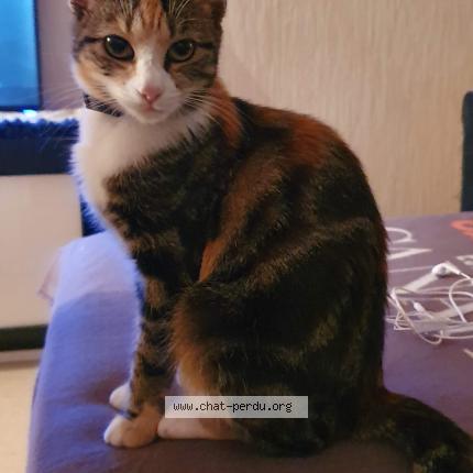 Photo 1/1 Cl&eacute;mentine Chat lost in Nantes