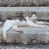 Picture of cat lost at Castelfranc