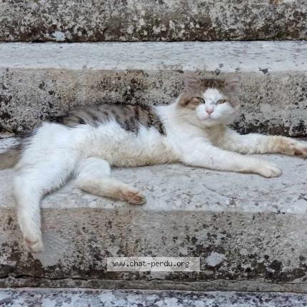 Photo 1/1 minou Chat lost in Castelfranc