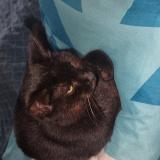 Picture of cat lost at Elne