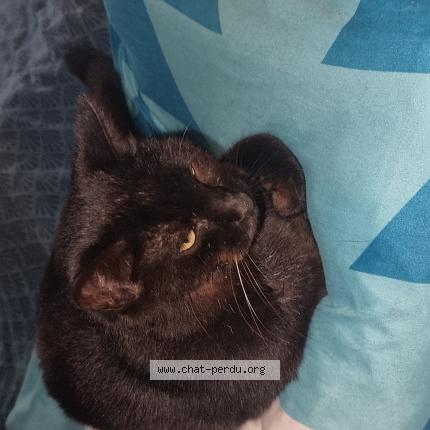 Photo 1/1 moustaky Chat lost in Elne