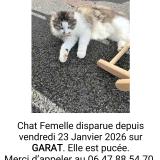 Picture of cat lost at Garat
