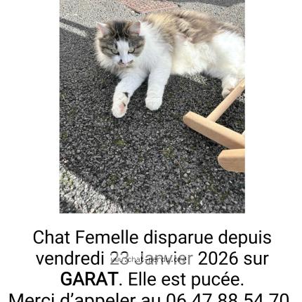 Photo 1/1 Lucette Chat lost in Garat