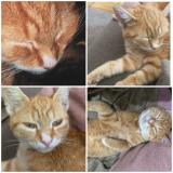 Picture of cat lost at La Ferte Bernard