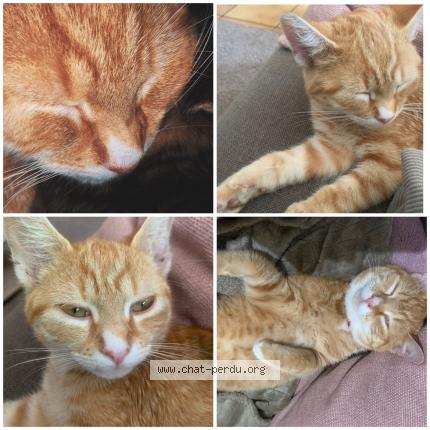 Photo 1/1 Pickels Chat lost in La ferte bernard