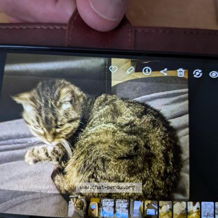 Photo 1/1 Found cat Found in La chaux de fonds