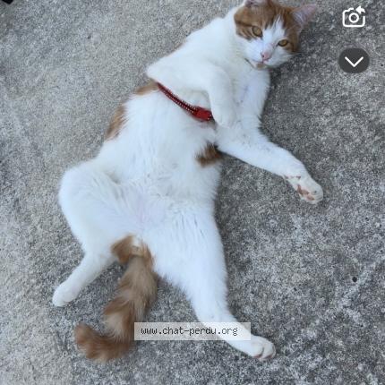 Photo 1/2 Venom Chat lost in Vouneuil sous biard