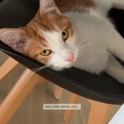 Photo 2/2 Venom Chat lost in Vouneuil sous biard