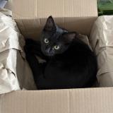 Picture of cat lost at Nantes