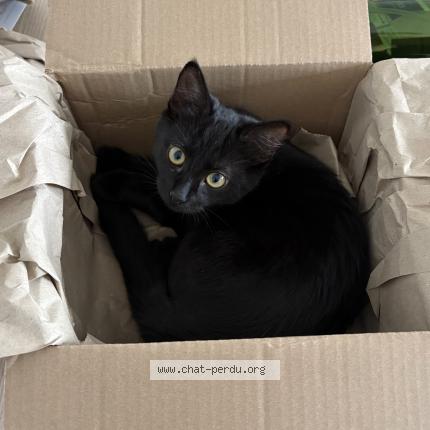 Photo 1/1 Neka Chat lost in Nantes