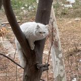 Picture of cat found at Islamabad