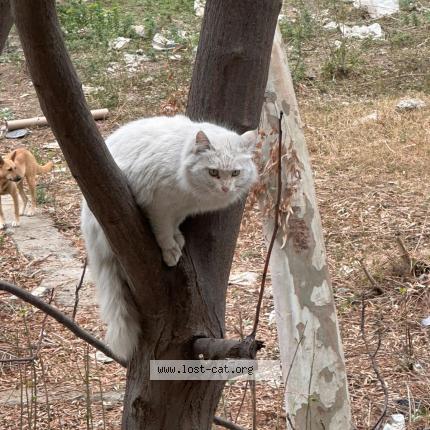 Photo 1/1 Found cat Found in Islamabad
