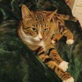 Picture of cat lost at Veslud