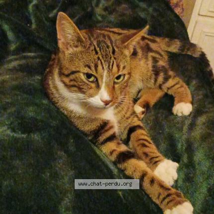 Photo 1/1 Squatteur Chat lost in Veslud