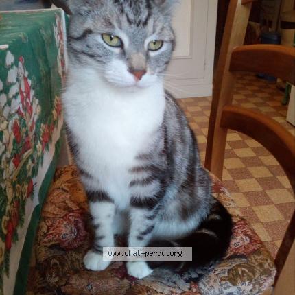 Photo 1/1 Cat reunited Found in Bourges